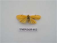 藏品(緣點苔蛾)的圖片